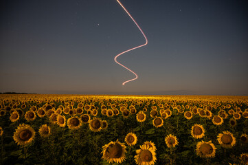 Night view of sunflowers field with curved light trail in the sky