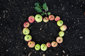 Fototapeta na wymiar Ripe apples in the shape of big apple on the ground