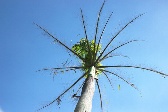Palm tree infected with major pests of coconut palm coconut caterpillar, Brassolis sophorae cocus nucifera