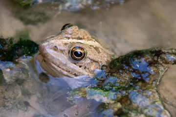 frog in the pond