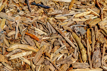 Close up of beach wood on the shores of Waterton Lake in southern Alberta