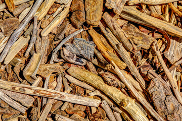 Close up of beach wood on the shores of Waterton Lake in southern Alberta
