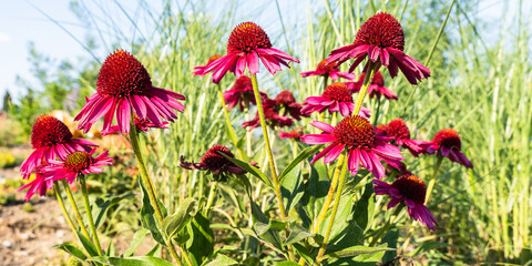 Echinacea purpurea flowers in bright sun in summer