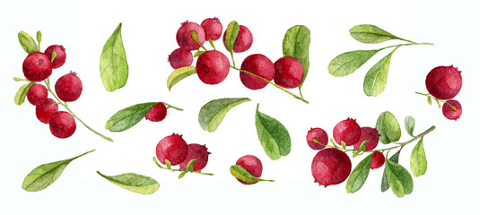 Hand drawn Watercolor Red lingonberry. Set of Cranberry. Illustration of forest wild plants. Isolated objects on white background for clip art