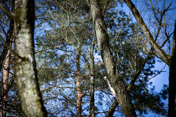 Fototapeta premium old tree growing in the forest next to a pine tree