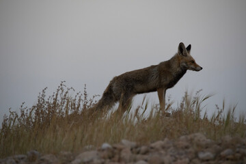 black backed jackal