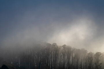 Fototapeta premium Foggy Treetops
