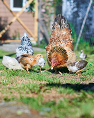 hens feeding with their offspring