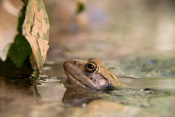 frog in the water