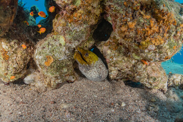 Fototapeta na wymiar Moray eel Mooray lycodontis undulatus in the Red Sea, Eilat Israel 