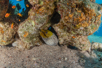Moray eel Mooray lycodontis undulatus in the Red Sea, Eilat Israel
