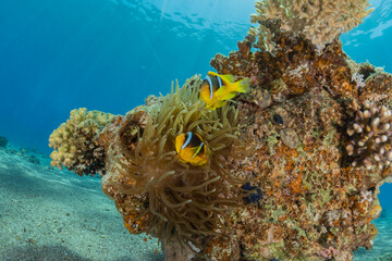 Plakat Coral reef and water plants in the Red Sea, Eilat Israel 