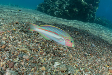 Obraz na płótnie Canvas Fish swim in the Red Sea, colorful fish, Eilat Israel 