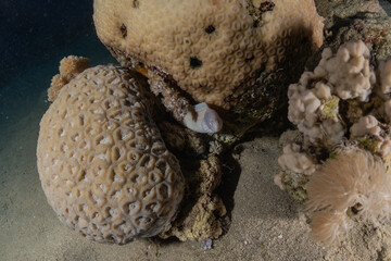 Coral reef and water plants in the Red Sea, Eilat Israel
