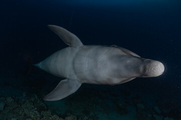 Fototapeta premium Dolphin swimming in the Red Sea, Eilat Israel 
