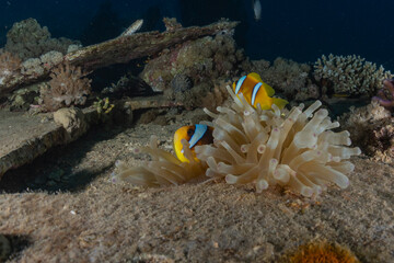 Coral reef and water plants in the Red Sea, Eilat Israel
