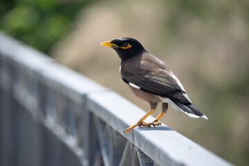 blackbird on a fence