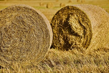 Bright yellow Haystacks on agricultural field in sunny day close-up. Hay rolls in the countryside. Haymaking and straw picking on a farm field. Harvest season in countryside. Agricultural industry.