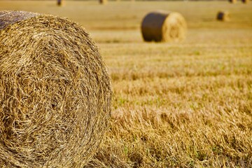 Bright yellow Haystacks on agricultural field in sunny day close-up. Hay rolls in the countryside. Haymaking and straw picking on a farm field. Harvest season in countryside. Agricultural industry.