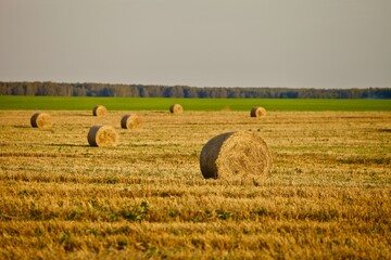 Fototapeta premium Bright yellow Haystacks on agricultural field in sunny day close-up. Hay rolls in the countryside. Haymaking and straw picking on a farm field. Harvest season in countryside. Agricultural industry.