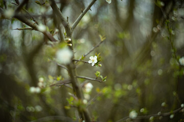 
white flowers growing on a tree