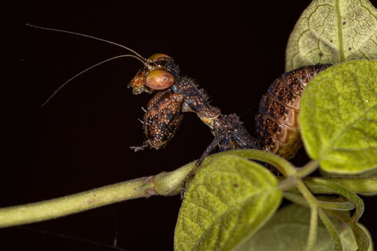 Acontistid Mantis Nymph