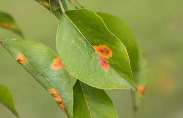Pear rust pathogenic fungi on Pear tree