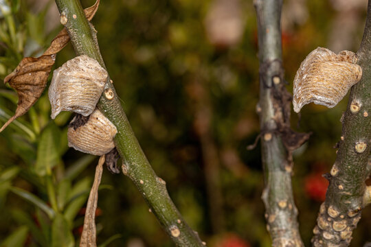 Mantid Egg Case