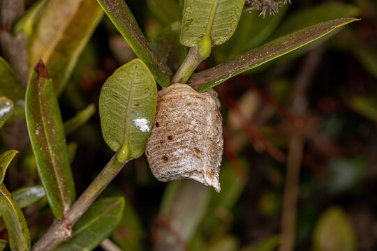 Mantid Egg Case