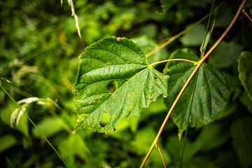 
a leaky green leaf in the forest