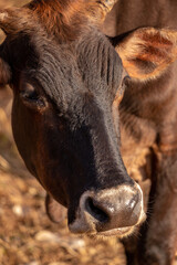 cow in a farm