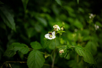 
white flowers with little black worms