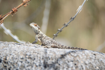 lizard on a branch