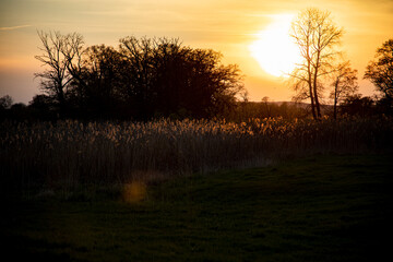 
beautiful golden sunset with a background of high grass