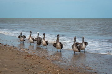 Brown Pelicans (Pelecanus occidentalis) are Walking near to the Seashore in the Sunset in Riohacha,...