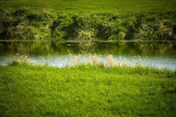 
view of the green river bank in summer