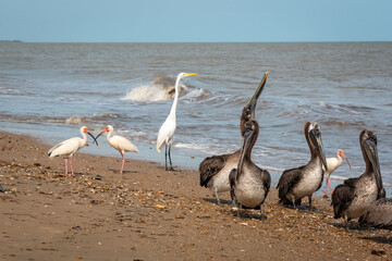 Brown Pelicans (Pelecanus occidentalis), The American White Ibis (Eudocimus albus) and The Great Egret (Ardea alba) are Walking near to the Seashore in Riohacha, La Guajira, Colombia