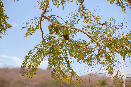 Blue Jacaranda Fruits