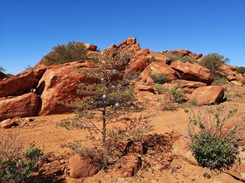 An Outback Christmas At Peace Gorge