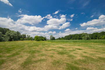 landscape with meadow and trees in the background