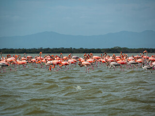 Obraz premium Gigantic Herd of Pink and Gray Flamingos Walk Across a Wavy Lake Against a Blue Sky in the Nature Reserve in Camarones, Riohacha, La Guajira, Colombia