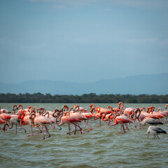 Naklejka premium Gigantic Herd of Pink and Gray Flamingos Walk Across a Wavy Lake Against a Blue Sky in the Nature Reserve in Camarones, Riohacha, La Guajira, Colombia