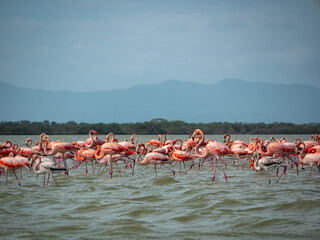 Gigantic Herd of Pink and Gray Flamingos Walk Across a Wavy Lake Against a Blue Sky in the Nature Reserve in Camarones, Riohacha, La Guajira, Colombia