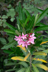 pink and yellow flower