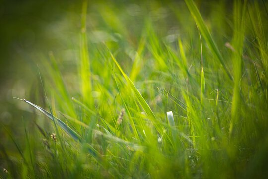 artistic close-up of the green grass on the meadow