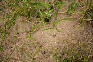 close-up of ants in the ground at the anthill