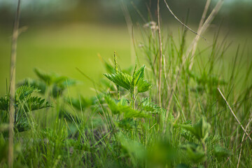 a close-up of the nettle growing in the grass in the park