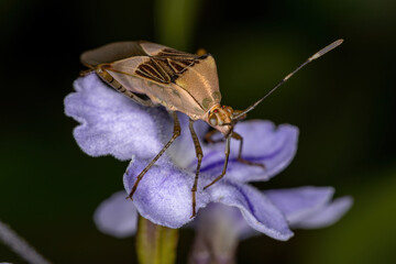 Adult  Leaf-footed Bug