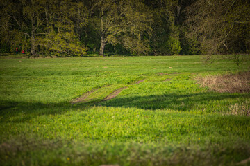 
path in the meadow in the summer park
