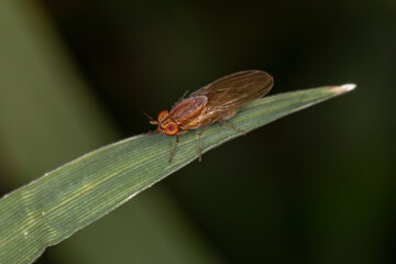Adult Lauxaniid Fly
